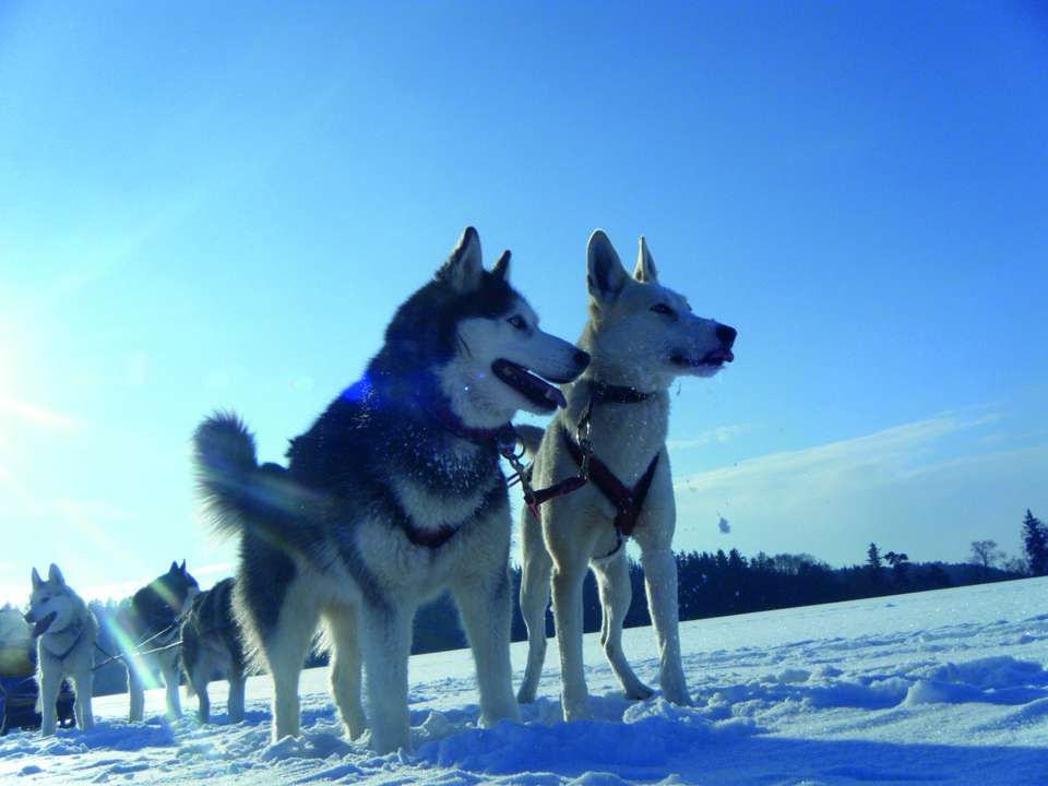 txn-p. Acht Huskys, verschneite Landschaften und stabile Schlitten: Alaska-Feeling können Hundefreunde auch in Deutschland erleben. Foto: jochen-schweizer.de/Nico Radant