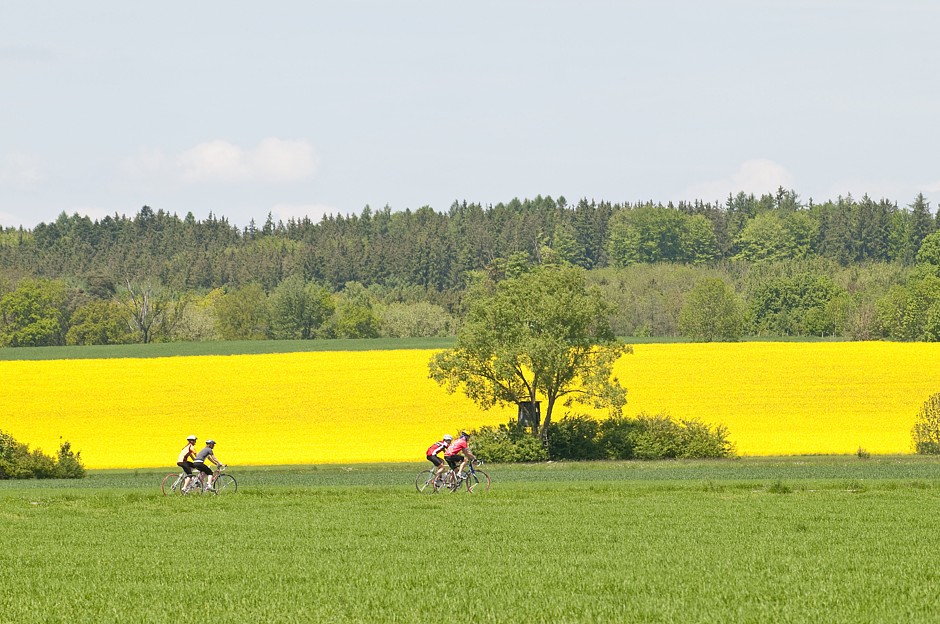 Mitten durch blühende Rapsfelder: Landschaftliche Reize und eine sportliche Herausforderung verbindet die Rennradwoche an der Lübecker Bucht miteinander. Foto: djd/Tourismus-Agentur Lübecker Bucht/Alexander Rochau-Fotolia