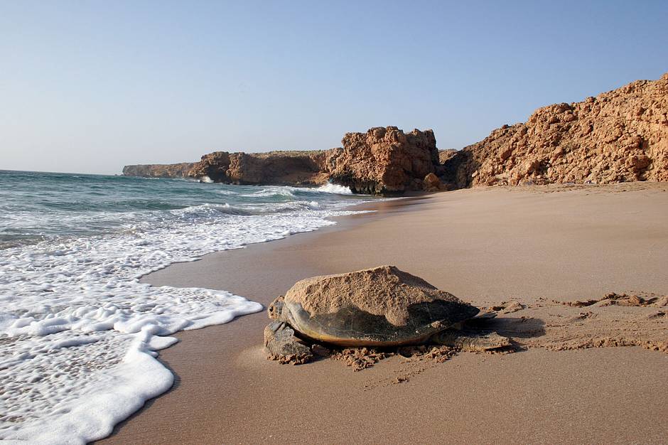 Die weiten Strände, angenehme Temperaturen zu jeder Jahreszeit und die vergleichsweise kurze Anreise mit dem Flugzeug machen Oman zum angesagten Trend-Reiseziel. Foto: djd/Sultanate of Oman