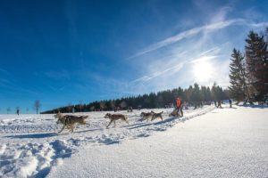 Bei den abenteuerlichen Husky-Schlittentouren kommt es auf den Teamgeist zwischen Mensch und Hund an. Foto: djd/Tourismusbetrieb der Stadt Oberharz am Brocken - Rübeländer Tropfsteinhöhlen
