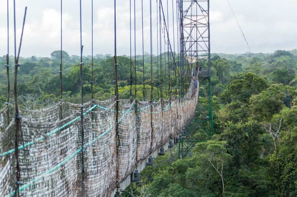 Blick über den Urwald in Ecuador