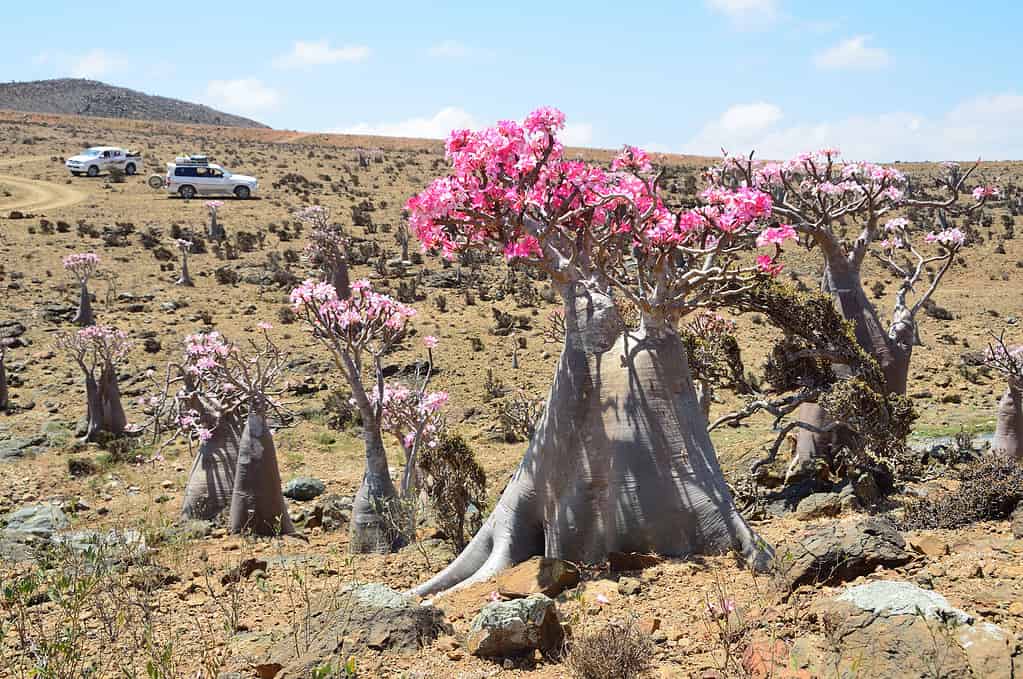 einmalige Pflanzenwelt in Yemen, Socotra